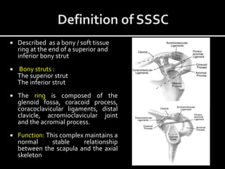  Described as a bony / soft tissue
ring at the end of a superior and
inferior bony strut
 Bony struts :
The superior strut
The inferior strut
 The ring is composed of the
glenoid fossa, coracoid process,
coracoclavicular ligaments, distal
clavicle, acromioclavicular joint
and the acromial process.
 Function: This complex maintains a
normal stable relationship
between the scapula and the axial
skeleton
 