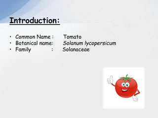 floral biology of tomato | PPTX