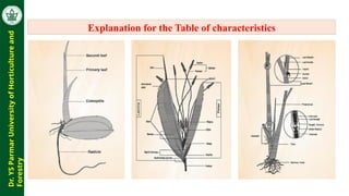 Morphological and biochemical characterization in Rice | PPTX