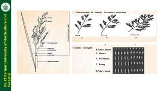Morphological and biochemical characterization in Rice | PPTX