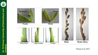 Morphological and biochemical characterization in Rice | PPTX