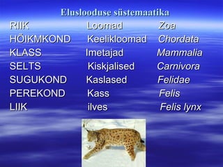 Eluslooduse süstemaatika RIIK  Loomad  Zoa HÕIKMKOND  Keelikloomad  Chordata KLASS  Imetajad  Mammalia SELTS  Kiskjalised  Carnivora SUGUKOND  Kaslased  Felidae PEREKOND  Kass  Felis LIIK  ilves  Felis lynx 