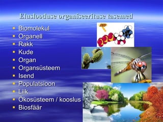 Eluslooduse organiseerituse tasemed Biomolekul Organell Rakk Kude Organ Organsüsteem Isend Populatsioon Liik Ökosüsteem / kooslus Biosfäär  