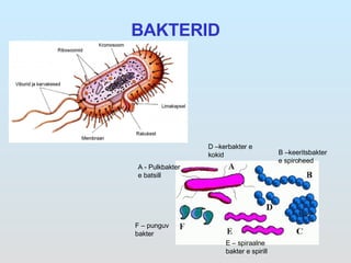 BAKTERID A - Pulkbakter e batsill F – punguv bakter D –kerbakter e kokid B –keeritsbakter e spiroheed E – spiraalne bakter e spirill 