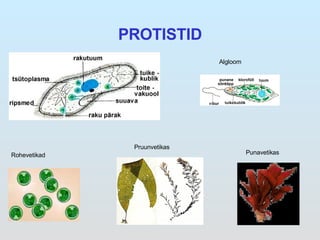 PROTISTID Rohevetikad Pruunvetikas Punavetikas Algloom 