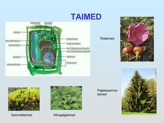 TAIMED Sammaltaimed Sõnajalgtaimed Õistaimed Paljasseemne-taimed 