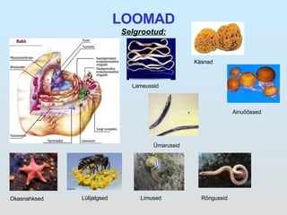 LOOMAD Selgrootud: Ümarussid Okasnahksed Lülijalgsed Limused Rõngussid Käsnad Ainuõõssed Lameussid 