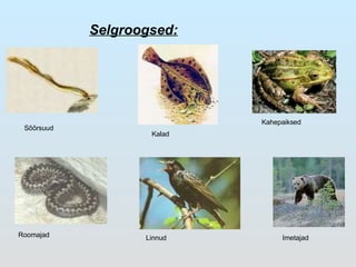 Selgroogsed: Sõõrsuud Kalad Kahepaiksed Roomajad Linnud Imetajad 