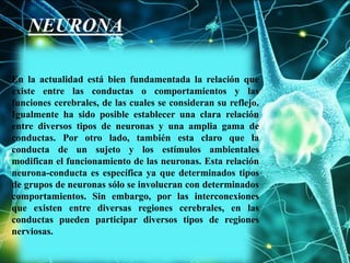 En la actualidad está bien fundamentada la relación que
existe entre las conductas o comportamientos y las
funciones cerebrales, de las cuales se consideran su reflejo.
Igualmente ha sido posible establecer una clara relación
entre diversos tipos de neuronas y una amplia gama de
conductas. Por otro lado, también esta claro que la
conducta de un sujeto y los estímulos ambientales
modifican el funcionamiento de las neuronas. Esta relación
neurona-conducta es específica ya que determinados tipos
de grupos de neuronas sólo se involucran con determinados
comportamientos. Sin embargo, por las interconexiones
que existen entre diversas regiones cerebrales, en las
conductas pueden participar diversos tipos de regiones
nerviosas.
NEURONA
 