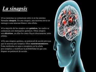 Las neuronas se comunican entre sí en las uniones
llamadas sinapsis. En una sinapsis, una neurona envía un
mensaje a una neurona blanco: otra célula.
La mayoría de las sinapsis son químicas, las cuales se
comunican con mensajeros químicos. Otras sinapsis
son eléctricas, en ellas los iones fluyen directamente entre
células.
En una sinapsis química, un potencial de acción provoca
que la neurona pre-sináptica libere neurotransmisores.
Estas moléculas se unen a receptores en la célula
pos-sináptica y modifican la probabilidad de que esta
dispare un potencial de acción.
La sinapsis
 