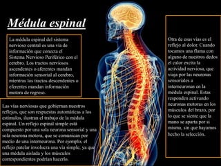Médula espinal
La médula espinal del sistema
nervioso central es una vía de
información que conecta el
Sistema Nervioso Periférico con el
cerebro. Los tractos nerviosos
ascendentes o aferentes mandan
información sensorial al cerebro,
mientras los tractos descendentes o
eferentes mandan información
motora de regreso.
Las vías nerviosas que gobiernan nuestros
reflejos, que son respuestas automáticas a los
estímulos, ilustran el trabajo de la médula
espinal. Un reflejo espinal simple está
compuesto por una sola neurona sensorial y una
sola neurona motora, que se comunican por
medio de una interneurona. Por ejemplo, el
reflejo patelar involucra una vía simple, ya que
una médula aislada y los músculos
correspondientes podrían hacerlo.
Otra de esas vías es el
reflejo al dolor. Cuando
tocamos una flama con
alguno de nuestros dedos
el calor excita la
actividad nerviosa, que
viaja por las neuronas
sensoriales a
interneuronas en la
médula espinal. Estas
responden activando
neuronas motoras en los
músculos del brazo, por
lo que se siente que la
mano se aparta por si
misma, sin que hayamos
hecho la selección.
 