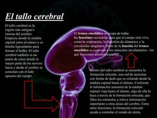 El tallo cerebral
El tallo cerebral es la
región mas antigua e
interna del cerebro.
Empieza donde la médula
espinal entra al cráneo y se
hincha ligeramente para
formar el bulbo. El tallo
cerebral también es un
punto de cruce donde la
mayor parte de los nervios
hacia y desde el cerebro se
conectan con el lado
opuesto del cuerpo.
Dentro del tallo cerebral se encuentra la
formación reticular, una red de neuronas
con forma de dedo que se extiende desde la
médula espinal hasta el tálamo. Conforme
la información sensorial de la médula
espinal viaja hasta el tálamo, algo de ella lo
hace a través de la formación reticular, que
filtra los estímulos y releva información
importante a otras áreas del cerebro. Entre
otras funciones, la formación reticular
ayuda a controlar el estado de alerta.
El tronco encefálico se ocupa de todas
las funciones necesarias para que el cuerpo esté vivo,
como la respiración, la digestión de alimentos y la
circulación sanguínea. Parte de la función del tronco
encefálico es controlar a los músculos involuntarios - los
que funcionan automáticamente
 