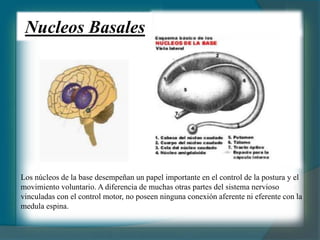 Nucleos Basales
Los núcleos de la base desempeñan un papel importante en el control de la postura y el
movimiento voluntario. A diferencia de muchas otras partes del sistema nervioso
vinculadas con el control motor, no poseen ninguna conexión aferente ni eferente con la
medula espina.
 