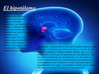 El hipotálamo
Otra de las estructuras
fascinantes del cerebro se
encuentra justo abajo del
tálamo y es llamado
hipotálamo y por medio de
lesiones y estímulos de varias
áreas se han identificado redes
neuronales que tienen deberes
específicos en el
mantenimiento del cuerpo.
Algunos grupos neuronales
influyen sobre el apetito
mientras otros regulan la sed,
la temperatura corporal y el
comportamiento sexual.
Por ejemplo, el pensar sobre el sexo (en la corteza cerebral) puede
estimular el hipotálamo para liberar hormonas y a través de ellas
controlar la hipófisis, llamada 'glándula maestra', que, a su vez,
influye sobre la liberación de hormonas por otras glándulas. Este
proceso es monitoreado por el hipotálamo y en esta forma se
establece un mecanismo de retroalimentación que mantiene la
concentración de esas hormonas en niveles adecuados para el
funcionamiento del cuerpo. El hipotálamo también ejerce control
iniciando la actividad del sistema nervioso autónomo.
 