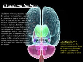 El sistema límbico
En el borde entre las partes mas antiguas
del cerebro y los hemisferios cerebrales
se encuentra un sistema nervioso con
forma de dona, el Sistema Límbico, uno
de cuyos componentes, el hipocampo,
procesa la memoria. Por ahora veamos la
conexión entre el sistema límbico y las
emociones como el temor y el enojo, y
las emociones básicas, como aquellas
requeridas para la alimentación y el sexo.
Como veremos después, la influencia del
sistema límbico sobre las emociones y
motivaciones ocurre parcialmente por
medio de su control sobre las hormonas
del cuerpo.
La amígdala. En el
sistema límbico hay dos
grupos neuronales con forma
de almendra que llamamos
amígdala y que influyen
sobre la agresión y el temor.
 