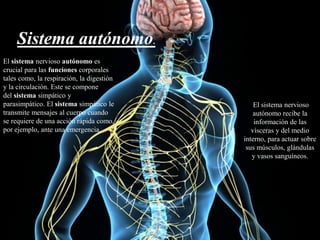 El sistema nervioso autónomo es
crucial para las funciones corporales
tales como, la respiración, la digestión
y la circulación. Este se compone
del sistema simpático y
parasimpático. El sistema simpático le
transmite mensajes al cuerpo cuando
se requiere de una acción rápida como,
por ejemplo, ante una emergencia.
Sistema autónomo.
El sistema nervioso
autónomo recibe la
información de las
vísceras y del medio
interno, para actuar sobre
sus músculos, glándulas
y vasos sanguíneos.
 
