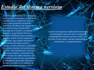 Estudio del sistema nervioso
El principal mecanismo de información
en el cuerpo lo constituye un sistema de
neuronas que se comunican unas con
otras y para propósitos puramente
didácticos, dividimos este sistema en un
Sistema Nervioso Central (SNC)
formado por el cerebro y la médula
espinal, y en un Sistema Nervioso
Periférico (SNP) que une el sistema
nervioso central con los receptores
sensoriales, que reciben información
proveniente del medio externo e
interno, y con los músculos y glándulas
que son los efectores de las decisiones
del SNC. Esta información es llevada
por axones motores y sensoriales del
SNP en haces de cables eléctricos que
conocemos como nervios; por ejemplo,
la información que recibe cada ojo es
llevada al cerebro en los millones de
axones que forman el nervio óptico.
A partir de la aparente simplicidad de neuronas
comunicándose unas con otras se origina la
complejidad del sistema nervioso central, que
nos hace lo que somos, nuestros pensamientos,
sentimientos y comportamientos.
 