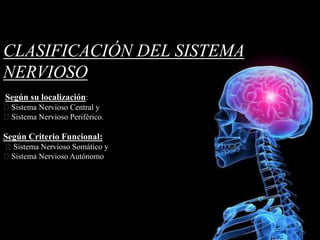 CLASIFICACIÓN DEL SISTEMA
NERVIOSO
Según su localización:
Sistema Nervioso Central y
Sistema Nervioso Periférico.
Según Criterio Funcional:
Sistema Nervioso Somático y
Sistema Nervioso Autónomo
 