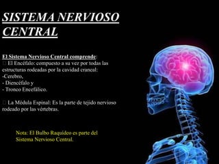 SISTEMA NERVIOSO
CENTRAL
El Sistema Nervioso Central comprende:
El Encéfalo: compuesto a su vez por todas las
estructuras rodeadas por la cavidad craneal:
-Cerebro,
- Diencéfalo y
- Tronco Encefálico.
La Médula Espinal: Es la parte de tejido nervioso
rodeado por las vértebras.
Nota: El Bulbo Raquídeo es parte del
Sistema Nervioso Central.
 