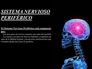 SISTEMA NERVIOSO
PERIFÉRICO
El Sistema Nervioso Periférico está compuesto
por:
Los doce pares de nervios craneales que salen del encéfalo.
Los treinta y un pares de Nervios Espinales o raquídeos que
salen de la Médula Espinal, y las diversas ramificaciones que se
extienden desde éstos hacia la periferia.
 