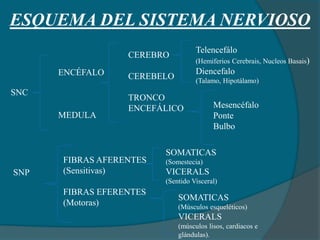ESQUEMA DEL SISTEMA NERVIOSO
SNC
ENCÉFALO
MEDULA
CEREBRO
CEREBELO
TRONCO
ENCEFÁLICO
Telencefálo
(Hemiferios Cerebrais, Nucleos Basais)
Diencefalo
(Talamo, Hipotálamo)
Mesencéfalo
Ponte
Bulbo
SNP
FIBRAS AFERENTES
(Sensitivas)
FIBRAS EFERENTES
(Motoras)
SOMATICAS
(Somestecia)
VICERALS
(Sentido Visceral)
SOMATICAS
(Músculos esqueléticos)
VICERALS
(músculos lisos, cardiacos e
glándulas).
 