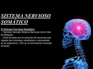 SISTEMA NERVIOSO
SOMÁTICO
El Sistema Nervioso Somático:
También llamado Sistema Nervioso de la Vida
de Relación.
Está formado por el conjunto de neuronas que
regulan las funciones voluntarias o conscientes
en el organismo. ( Por ej. el movimiento muscular,
el tacto).
 
