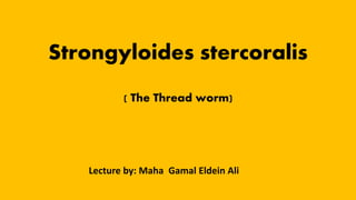 Strongyloides stercoralis
(( The Thread worm
Lecture by: Maha Gamal Eldein Ali
 