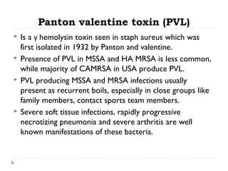 Panton valentine toxin (PVL)
 Is a γ hemolysin toxin seen in staph aureus which was
first isolated in 1932 by Panton and valentine.
 Presence of PVL in MSSA and HA MRSA is less common,
while majority of CAMRSA in USA produce PVL.
 PVL producing MSSA and MRSA infections usually
present as recurrent boils, especially in close groups like
family members, contact sports team members.
 Severe soft tissue infections, rapidly progressive
necrotizing pneumonia and severe arthritis are well
known manifestations of these bacteria.
 