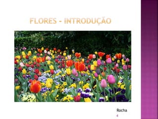 4
Rocha
 