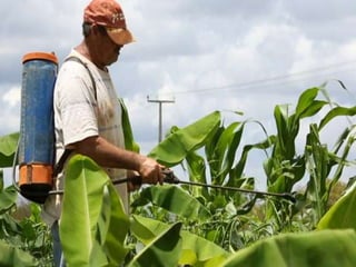  Abamectina: A Abamectina é um tipo de
inseticida e acaricida bastante utilizado nas
plantações de batata, algodão, crisântemo,
cravo, figo etc.
 Acefato: O Acefato é um inseticida que pertence
a classe toxicológica III e que é utilizado com
frequência em plantações de couve, amendoim,
brócolis.
 Glifosato: O agrotóxico Glifosato é bastante
utilizado no combate a ervas daninhas no cultivo
de nectarina, maçã, banana, pêra, pêssego,
cacau.
 Os agrotóxicos, mais nocivos para o organismo
estão os inseticidas, herbicidas e rodenticidas.
8
 