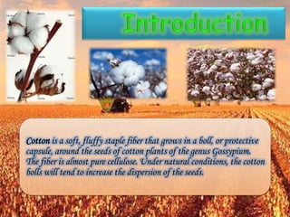 Cotton is a soft, fluffy staple fiber that grows in a boll, or protective
capsule, around the seeds of cotton plants of the genus Gossypium.
The fiber is almost pure cellulose. Under natural conditions, the cotton
bolls will tend to increase the dispersion of the seeds.
 