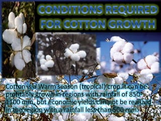 Cotton is a Warm season (tropical) crop.It can be
profitably grown in regions with rainfall of 850-
1100 mm, but economic yields can not be realized
in the region with a rainfall less than 500 mm.
 