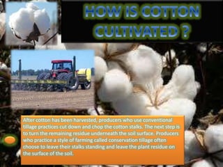 After cotton has been harvested, producers who use conventional
tillage practices cut down and chop the cotton stalks. The next step is
to turn the remaining residue underneath the soil surface. Producers
who practice a style of farming called conservation tillage often
choose to leave their stalks standing and leave the plant residue on
the surface of the soil.
 