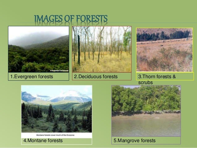Sst -natural vegetation & wildlife