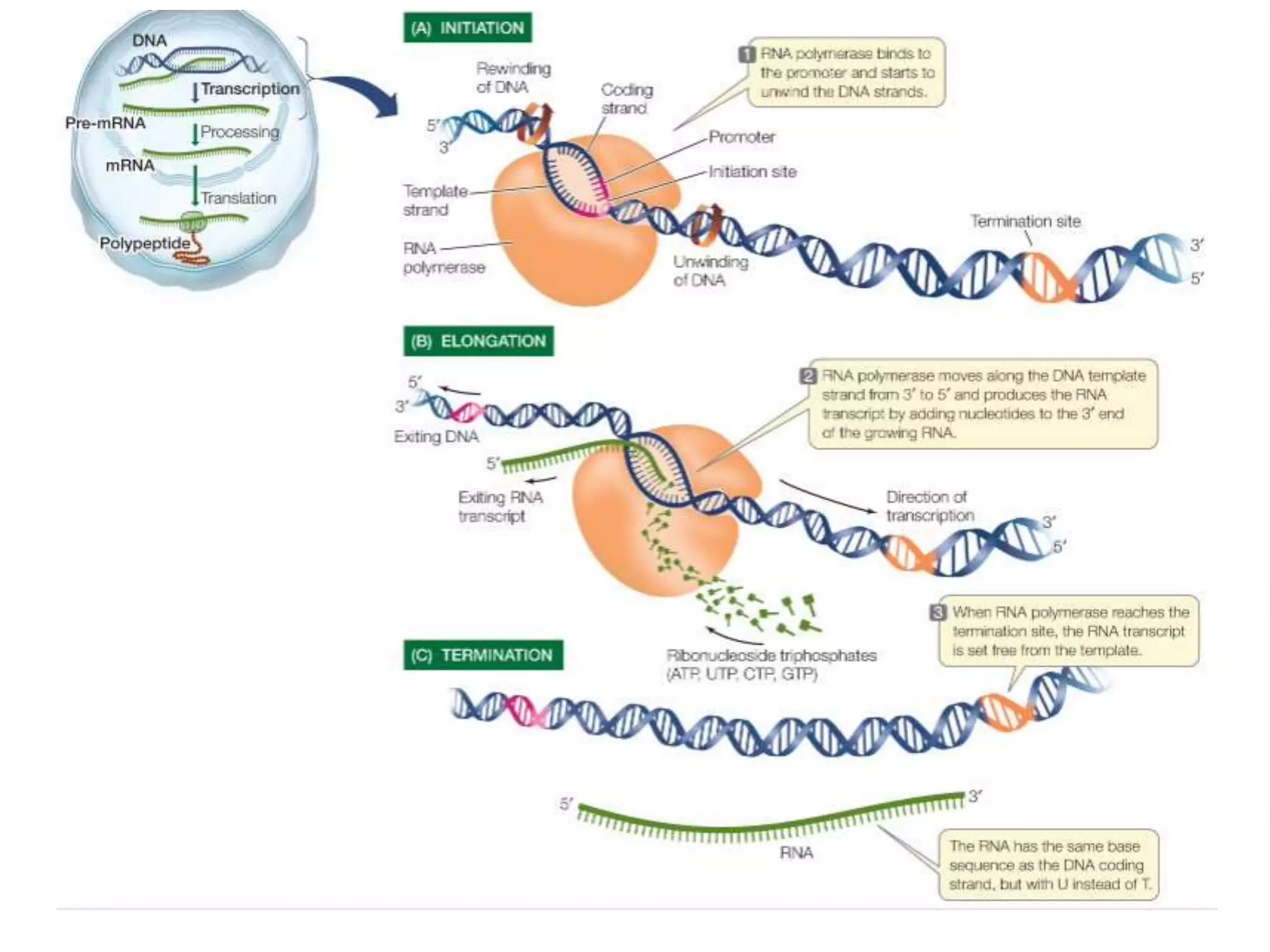 Eukaryotic Transcription | PPTX