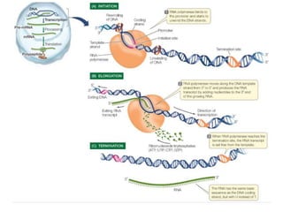 Eukaryotic Transcription | PPTX