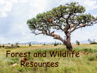 Forest and Wildlife
Resources
 