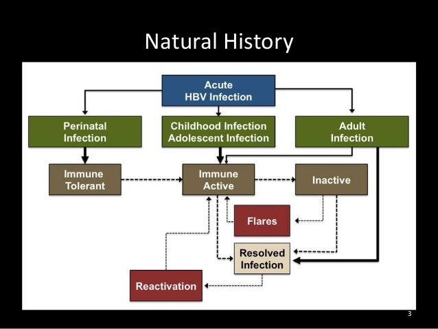 Natural History Of Acute Hepatitis B Natural History Of Acute Hepatitis B