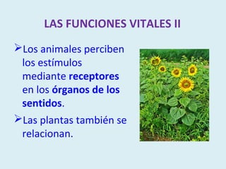 LAS FUNCIONES VITALES II
Los animales perciben
 los estímulos
 mediante receptores
 en los órganos de los
 sentidos.
Las plantas también se
 relacionan.
 