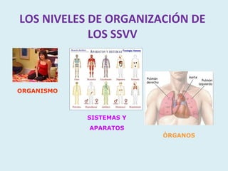 LOS NIVELES DE ORGANIZACIÓN DE
            LOS SSVV



ORGANISMO



            SISTEMAS Y
            APARATOS
                         ÓRGANOS
 