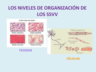 LOS NIVELES DE ORGANIZACIÓN DE
            LOS SSVV




    TEJIDOS


                      CÉLULAS
 