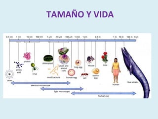TAMAÑO Y VIDA
 