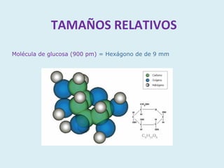 TAMAÑOS RELATIVOS
Molécula de glucosa (900 pm) = Hexágono de de 9 mm
 