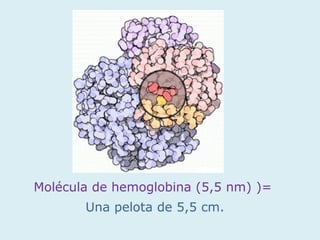 Molécula de hemoglobina (5,5 nm) )=
       Una pelota de 5,5 cm.
 
