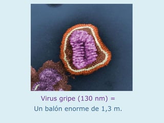 Virus gripe (130 nm) =
Un balón enorme de 1,3 m.
 