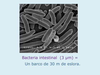 Bacteria intestinal (3 µm) =
 Un barco de 30 m de eslora.
 