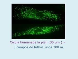 Célula humanade la piel (30 µm ) =
  3 campos de fútbol, unos 300 m.
 