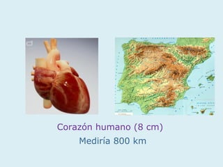 Corazón humano (8 cm)
    Mediría 800 km
 