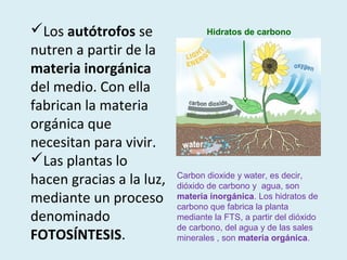 Los autótrofos se               Hidratos de carbono

nutren a partir de la
materia inorgánica
del medio. Con ella
fabrican la materia
orgánica que
necesitan para vivir.
Las plantas lo
hacen gracias a la luz,   Carbon dioxide y water, es decir,
                          dióxido de carbono y agua, son
mediante un proceso       materia inorgánica. Los hidratos de
                          carbono que fabrica la planta
denominado                mediante la FTS, a partir del dióxido
                          de carbono, del agua y de las sales
FOTOSÍNTESIS.             minerales , son materia orgánica.
 
