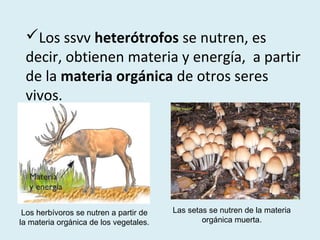 Los ssvv heterótrofos se nutren, es
 decir, obtienen materia y energía, a partir
 de la materia orgánica de otros seres
 vivos.




 Los herbívoros se nutren a partir de   Las setas se nutren de la materia
la materia orgánica de los vegetales.           orgánica muerta.
 